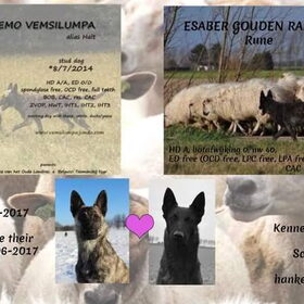 Hondenfoto van Dutchshepherdteam 