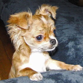 Hondenfoto van Marga en de honden Balou R.I.P., Lotus en kat Nemo.