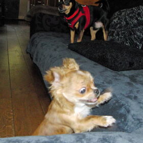 Hondenfoto van Marga en de honden Balou R.I.P., Lotus en kat Nemo.