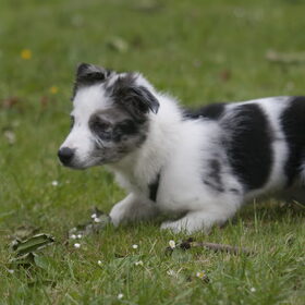 Hondenfoto van Angelique; Bruno, Charlie & Fenna  