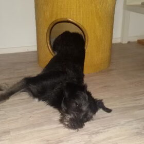 Hondenfoto van Ciska en Spanjaardje Moh (Bambi r.i.p.)