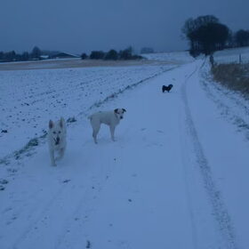 Tammy, Darcey en Luka jan.2010