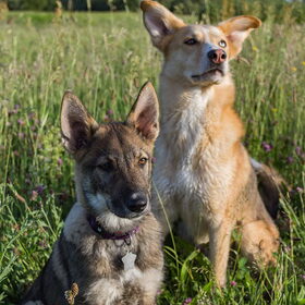 Hondenfoto van Demi - Nova, Jairo, Loki & Kaiyu 