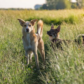 Hondenfoto van Demi - Nova, Jairo, Loki & Kaiyu 