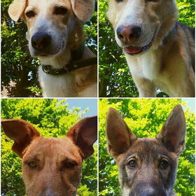 Hondenfoto van Demi - Nova, Jairo, Loki & Kaiyu 