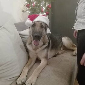Hondenfoto van boyca en chico 