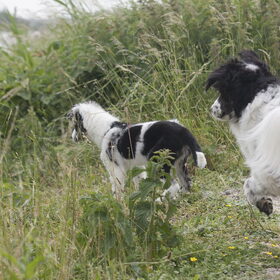 Hondenfoto van Angelique; Bruno, Charlie & Fenna  