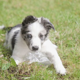 Hondenfoto van Angelique; Bruno, Charlie & Fenna  