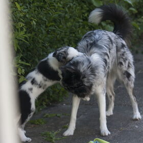 Hondenfoto van Angelique; Bruno, Charlie & Fenna  