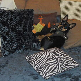 Hondenfoto van Marga en de honden Balou R.I.P., Lotus en kat Nemo.