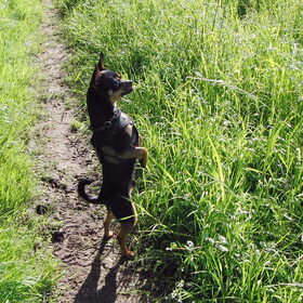 Hondenfoto van Marga en de honden Balou R.I.P., Lotus en kat Nemo.