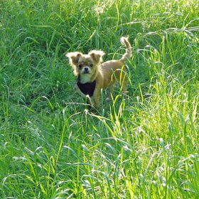 Hondenfoto van Marga en de honden Balou R.I.P., Lotus en kat Nemo.