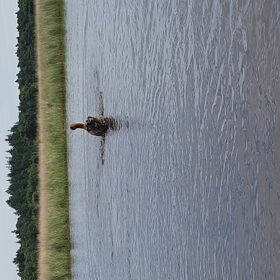 Hondenfoto van Dutchshepherdteam 