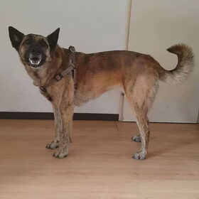 Hondenfoto van Dutchshepherdteam 