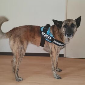 Hondenfoto van Dutchshepherdteam 