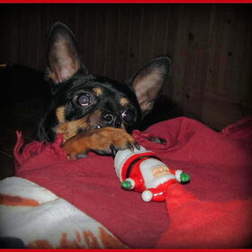 Hondenfoto van Marga en de honden Balou R.I.P., Lotus en kat Nemo.