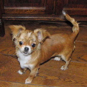 Hondenfoto van Marga en de honden Balou R.I.P., Lotus en kat Nemo.