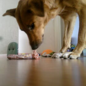 Mila en operation eendennek.