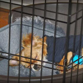Hondenfoto van Marga en de honden Balou R.I.P., Lotus en kat Nemo.