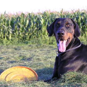 En weer met mijn Frisbee,daar ben ik toch zo gek mee!!!