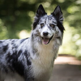 Hondenfoto van Angelique; Bruno, Charlie & Fenna  