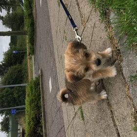 Hondenfoto van Suus & baasje 