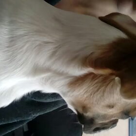 Hondenfoto van Nori met Chewy, Ayla, Leiah & Mace