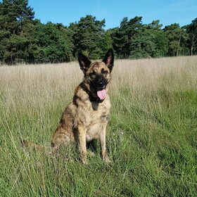 Hondenfoto van Dutchshepherdteam 