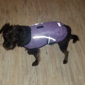 Hondenfoto van Ciska en Spanjaardje Moh (Bambi r.i.p.)