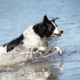 Hondenfoto van Angelique; Bruno, Charlie & Fenna  