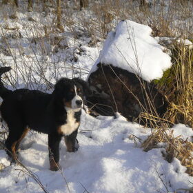 Joepie, weer een heerlijk sneeuwtapijt, what a life ...