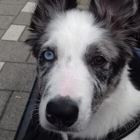 Hondenfoto van Angelique; Bruno, Charlie & Fenna  