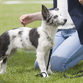 Hondenfoto van Angelique; Bruno, Charlie & Fenna  