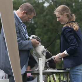 Hondenfoto van Angelique; Bruno, Charlie & Fenna  