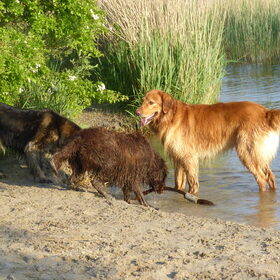 Hondenfoto van L&R