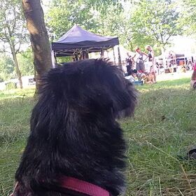 Hondenfoto van Ciska en Spanjaardje Moh (Bambi r.i.p.)