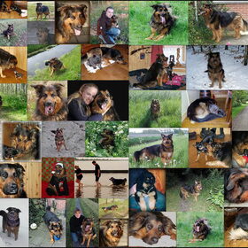 Hondenfoto van Marga en de honden Balou R.I.P., Lotus en kat Nemo.