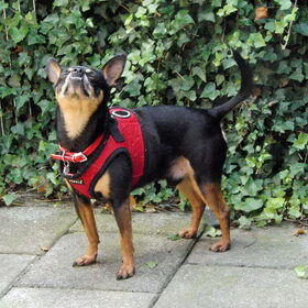 Hahaha, Balou ruikt BBQ.