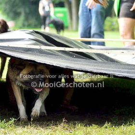 Hondenfoto van Jackie en Kiba:)