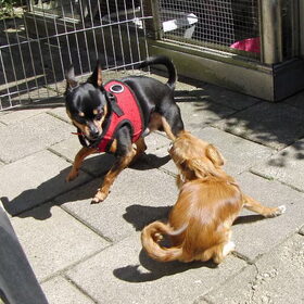 Samen spelen.