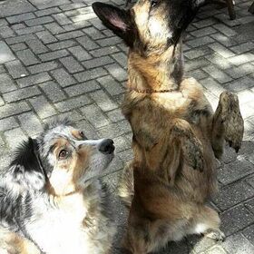 Hondenfoto van Dutchshepherdteam 