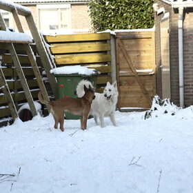 Hondenfoto van Hetty & Skipper