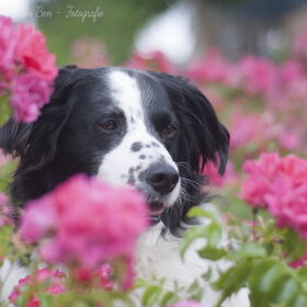 Hondenfoto van Angelique; Bruno, Charlie & Fenna  
