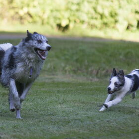 Hondenfoto van Angelique; Bruno, Charlie & Fenna  