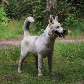 Hondenfoto van sinsy en Dex