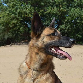 Hondenfoto van Dutchshepherdteam 