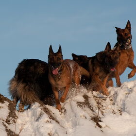 Hondenfoto van De Mecheltjes clan