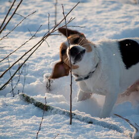 Vrouwtje ik heb sneeuw in mijn oren, SCHUDDEN
