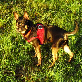 Balou in het zonnetje.