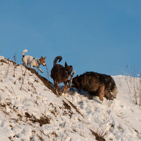 Hondenfoto van De Mecheltjes clan